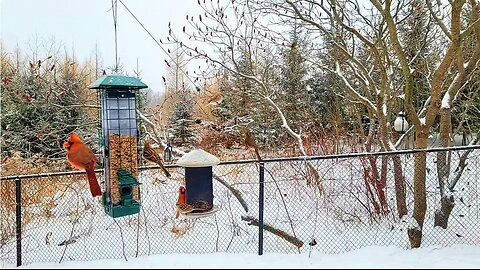 🔴 Live Cam Bird Feeder - Winter Snowy Countryside Backyard Birds and Squirrels watch
