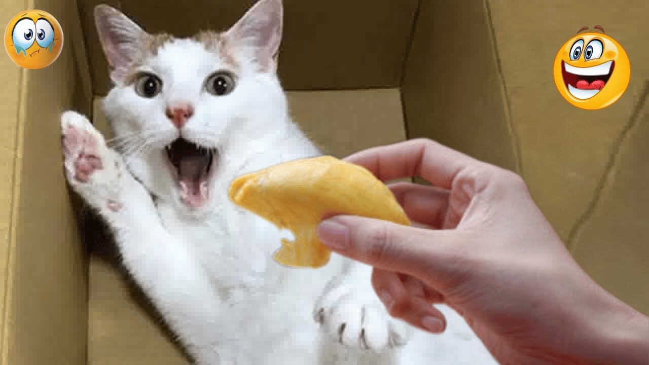 Best Funny Animal Clips in One Video!