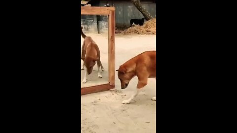 dog funny video