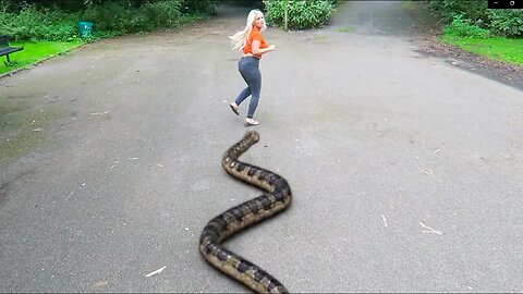 Giant Snake Attack in Real Life! Terrifying Encounter Caught on Camera