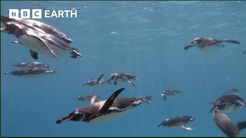 Galapagos Penguins Go Swimming