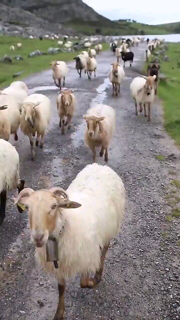 Cute_baby_animals_sound_#shotrsSheep_Sound_🐑___SHEEP_#shorts(720p)(720p).mp4