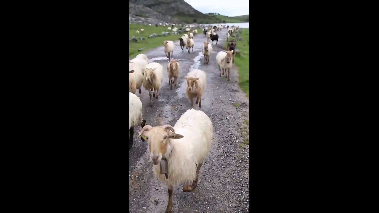 Cute_baby_animals_sound_#shotrsSheep_Sound_🐑___SHEEP_#shorts(720p)(720p).mp4