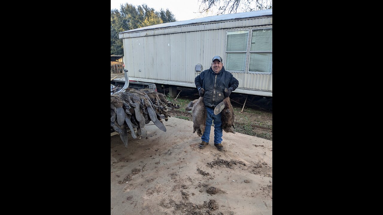 Snaring Beaver in Flood Waters