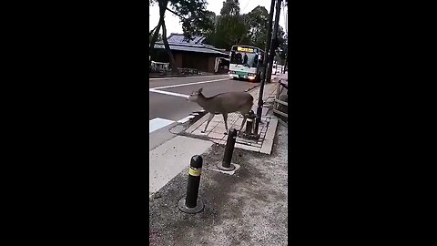 A Deer in Nara (Japan) politely waiting for traffic to stop before crossing.