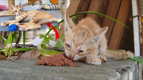 Donut Rescue From the pagoda Last Month - Playful Kitten ”Donut “ is so happy & Enjoy playing with his friends