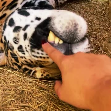 Leopard caress
