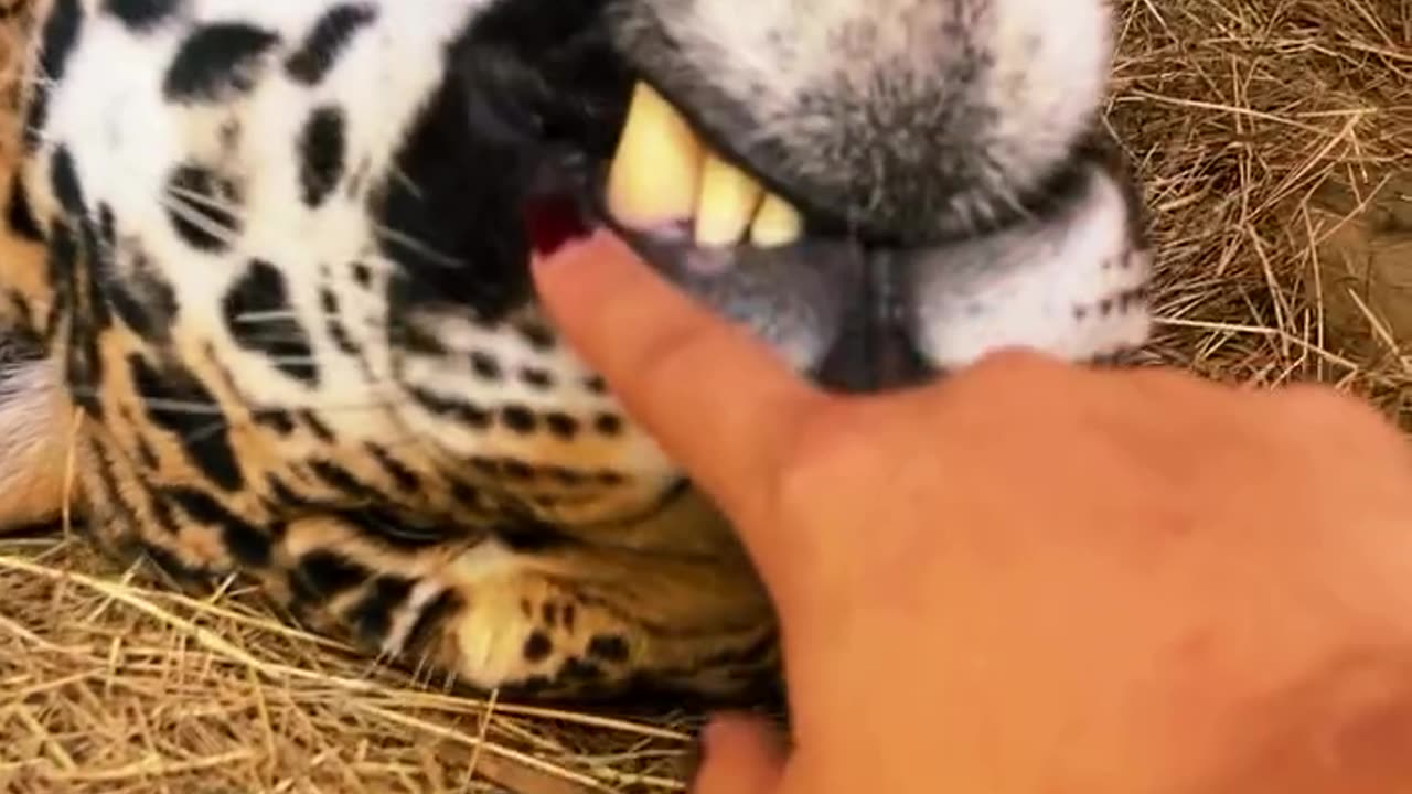 Leopard caress