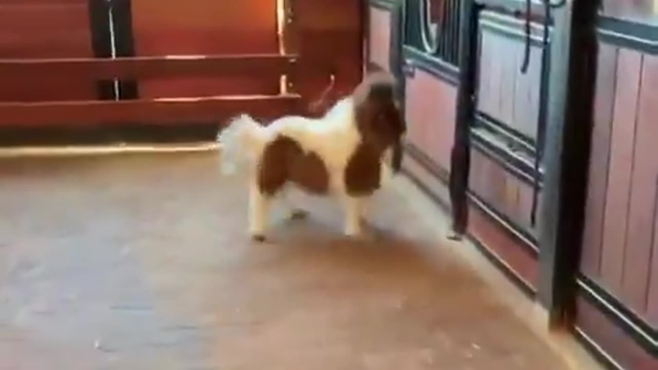 Mini Pony