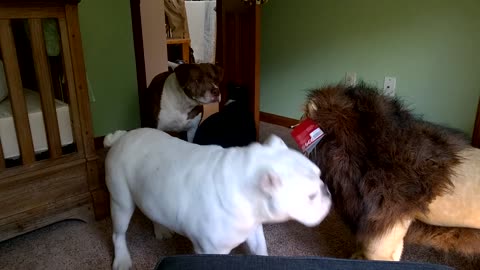 Brave English Bulldog 🐕 please like and follow my channel