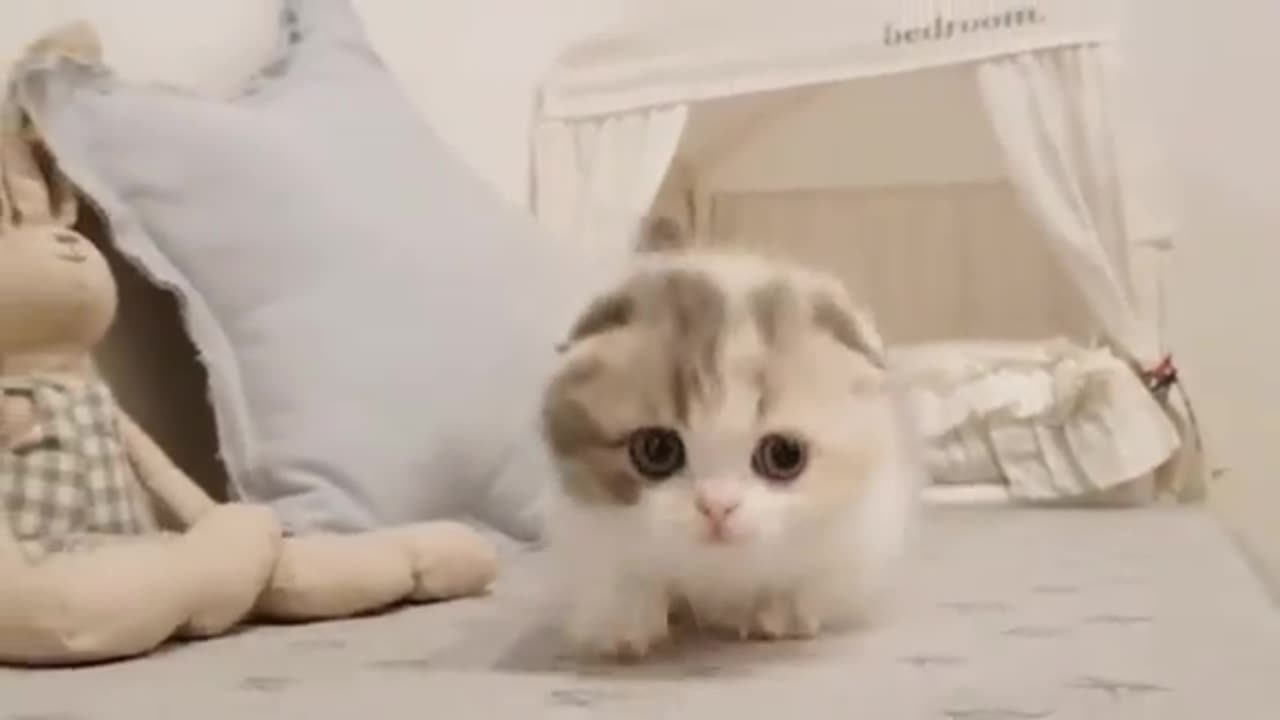 Funny Cute Cat Cute Kitten Compilation
