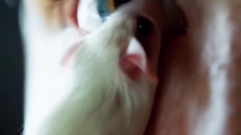 Mouse into eyes ai