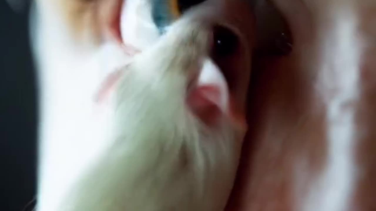 Mouse into eyes ai