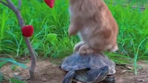 the tortoise and the hare