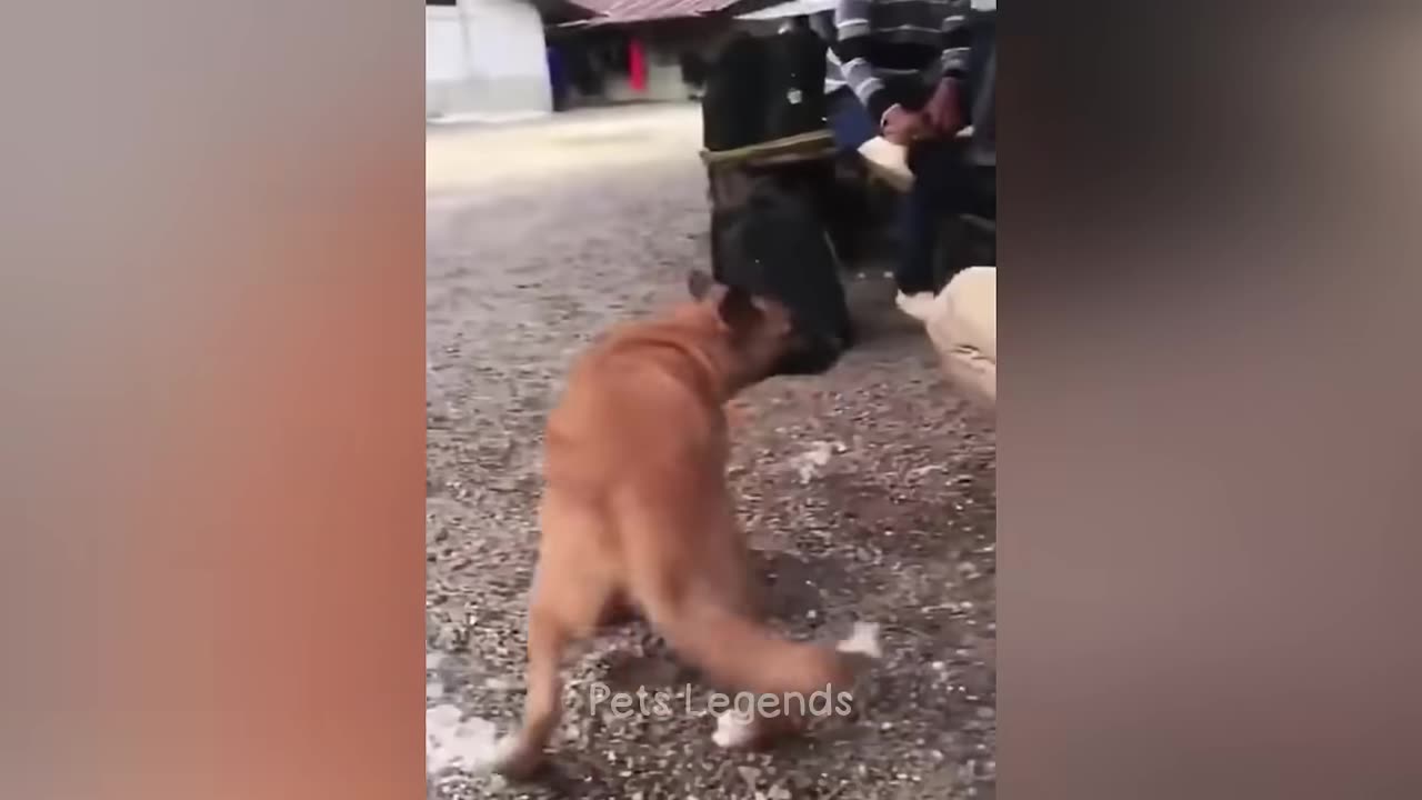 Cute and funny animals 😂😂 video PT 1
