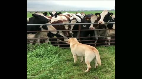 Cute puppies safe foaming in cow comedy Videos 🤣🤣