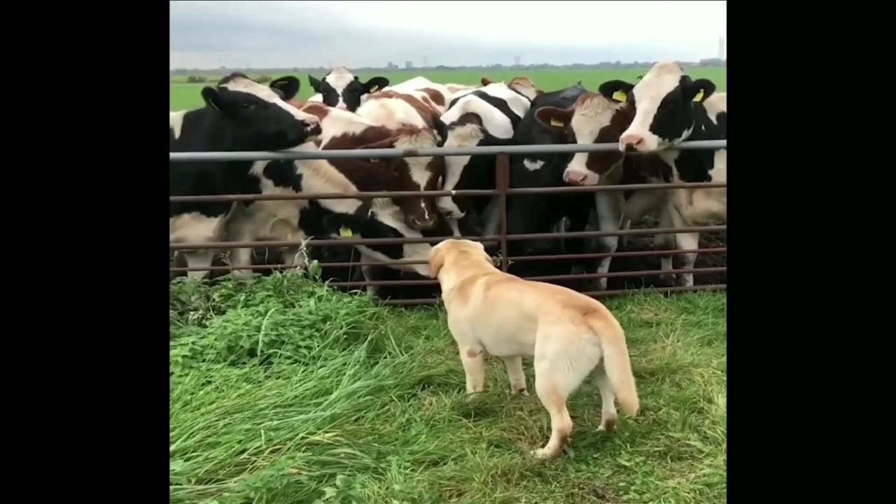 Cute puppies safe foaming in cow comedy Videos 🤣🤣