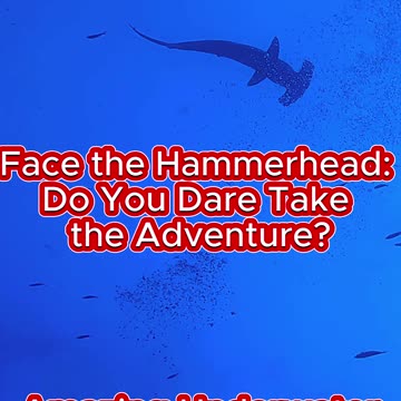 Face the Hammerhead: Do You Dare Take the Adventure?
