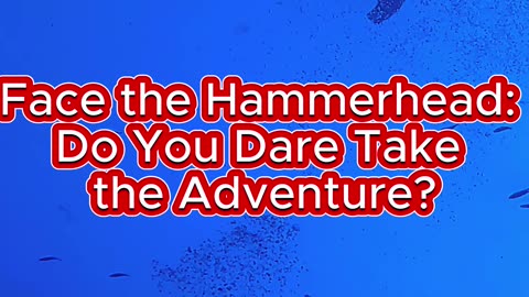 Face the Hammerhead: Do You Dare Take the Adventure?