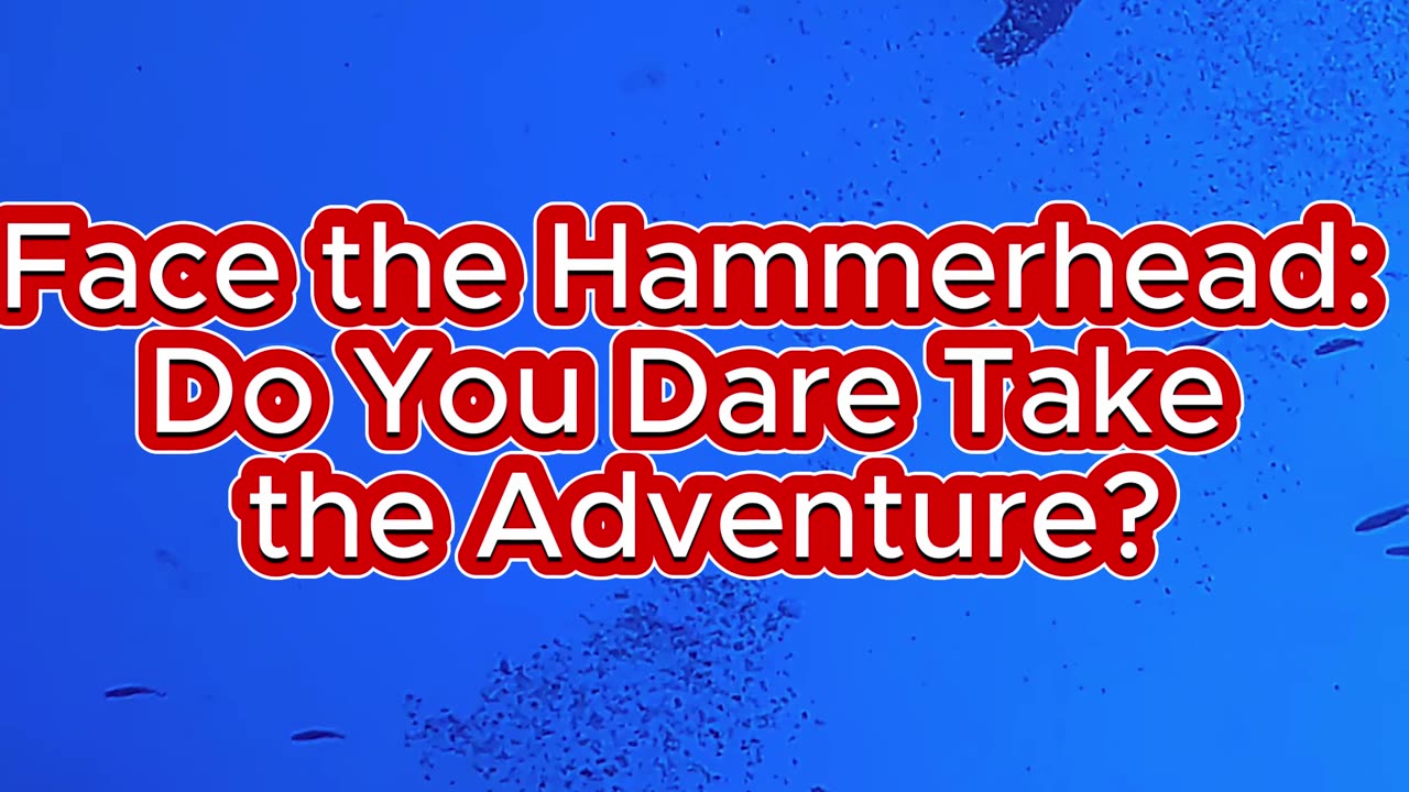 Face the Hammerhead: Do You Dare Take the Adventure?