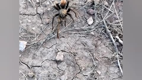 7-Legged Tarantula Found in the Wild! #shorts #tarantula #spider #wildlife #nature #insects #7legs