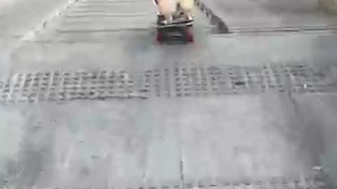 Gorgeous dog coming down the stairs