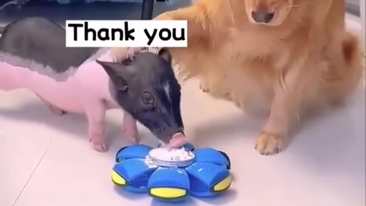 This is a very clever dog | Dog and the Pig #dog #dogvideo #viral #pig