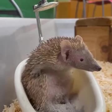 Hedgehog Can Bath itself.