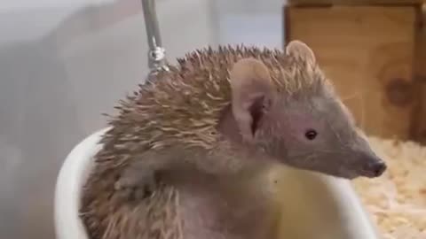 Hedgehog Can Bath itself.