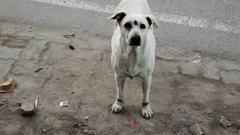 Dangerous Labrador