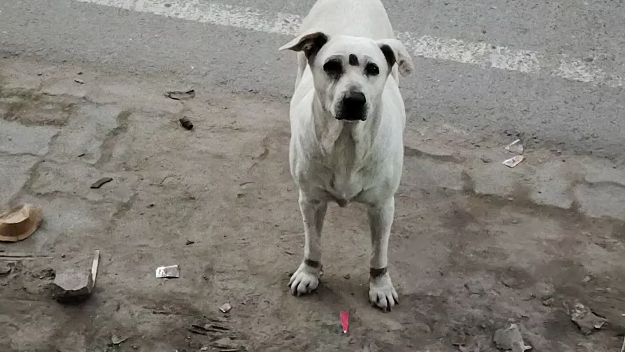 Dangerous Labrador