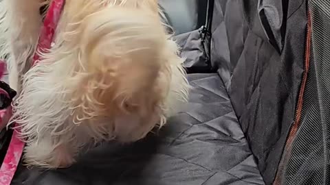Keep Your Car Clean & Your Dog Happy with PetBuds!