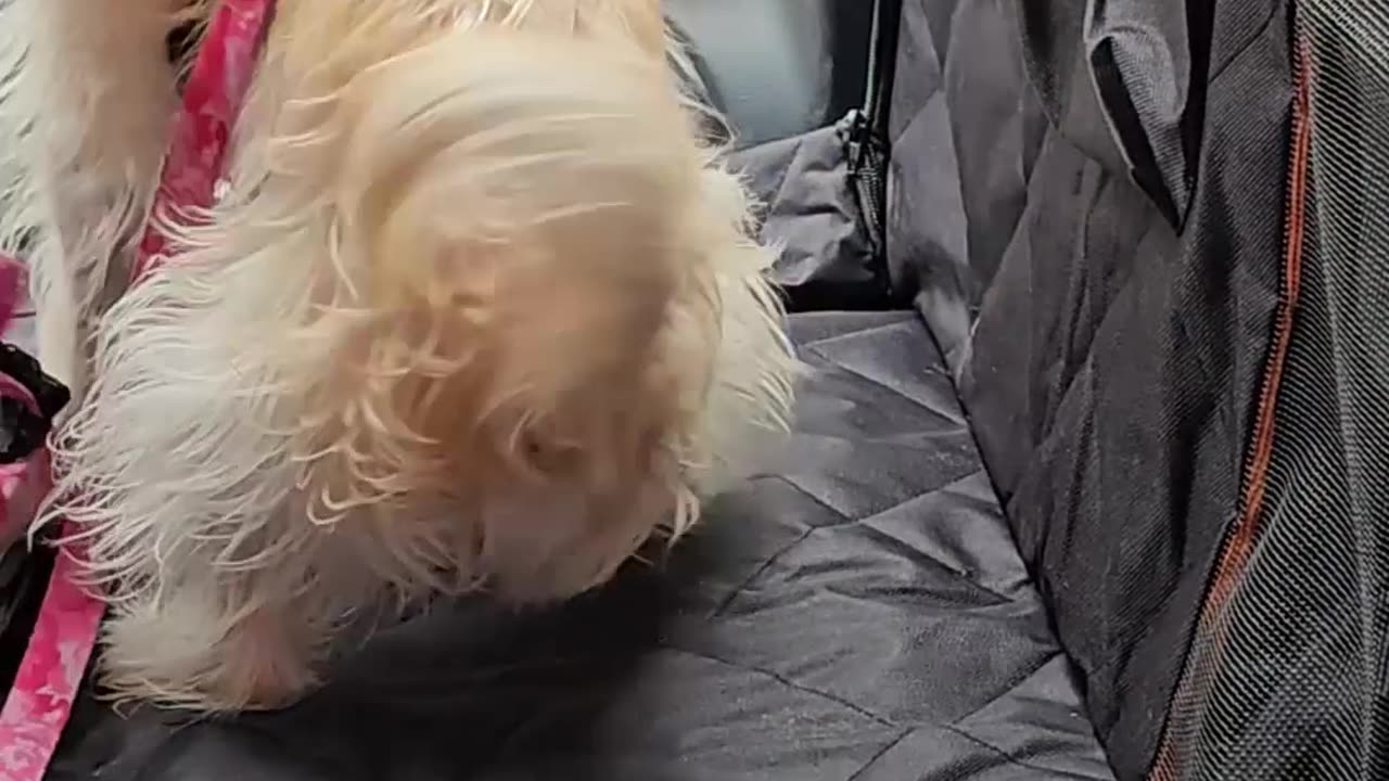 Keep Your Car Clean & Your Dog Happy with PetBuds!
