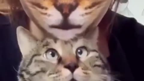 Cute Funny Cat Videos 🐈 Funniest Cat Compilation #34