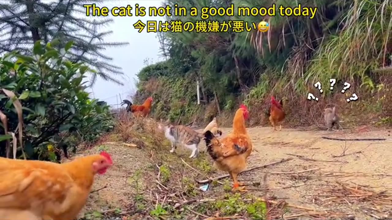 Hen And Cat Fighting