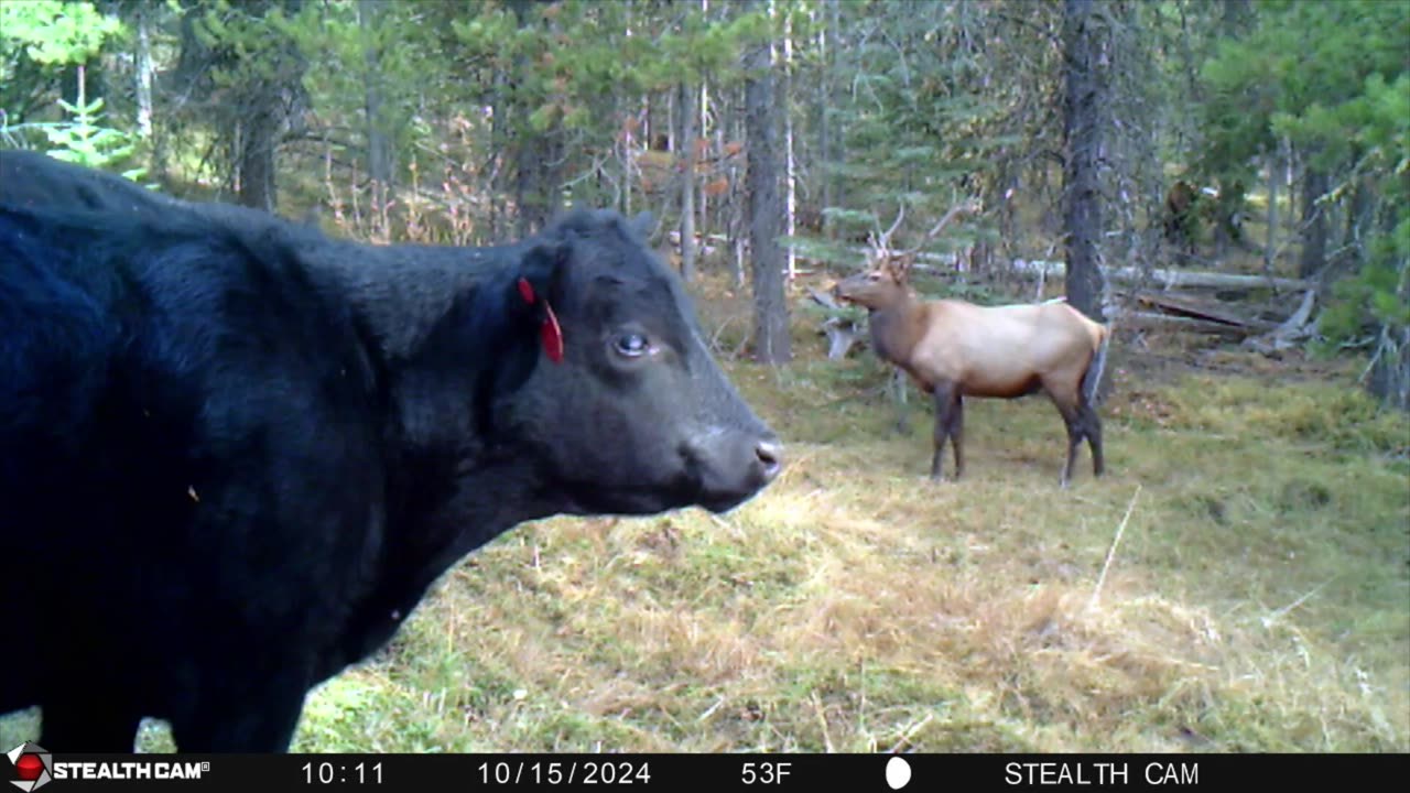 #29. Mark Wisdom - Trail Camera Videos - Illegal Cattle Grazing on Federal Land 2024.