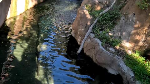 Otter at the San Diego Zoo