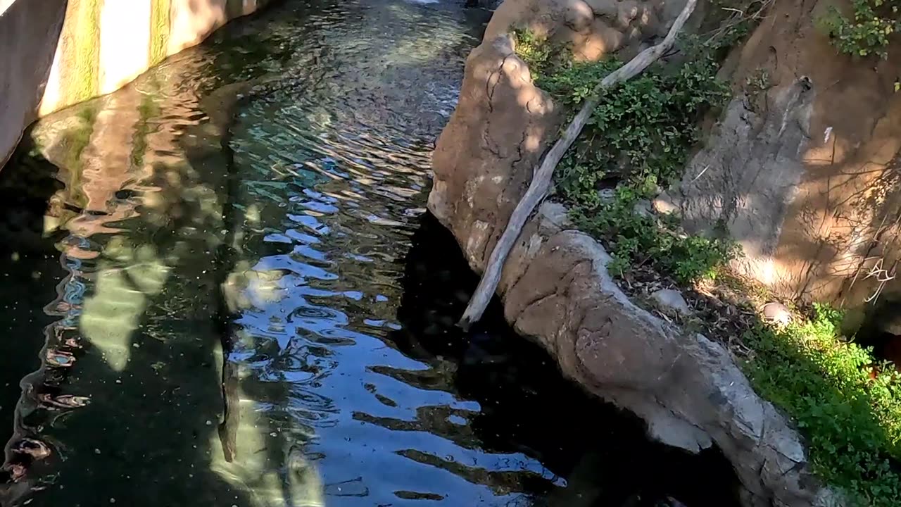 Otter at the San Diego Zoo