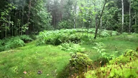 Raining in forest ASMR