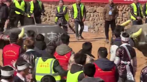 This is not a bullfight, it's a bull race.