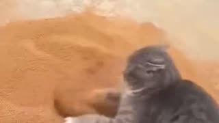 Funny animals