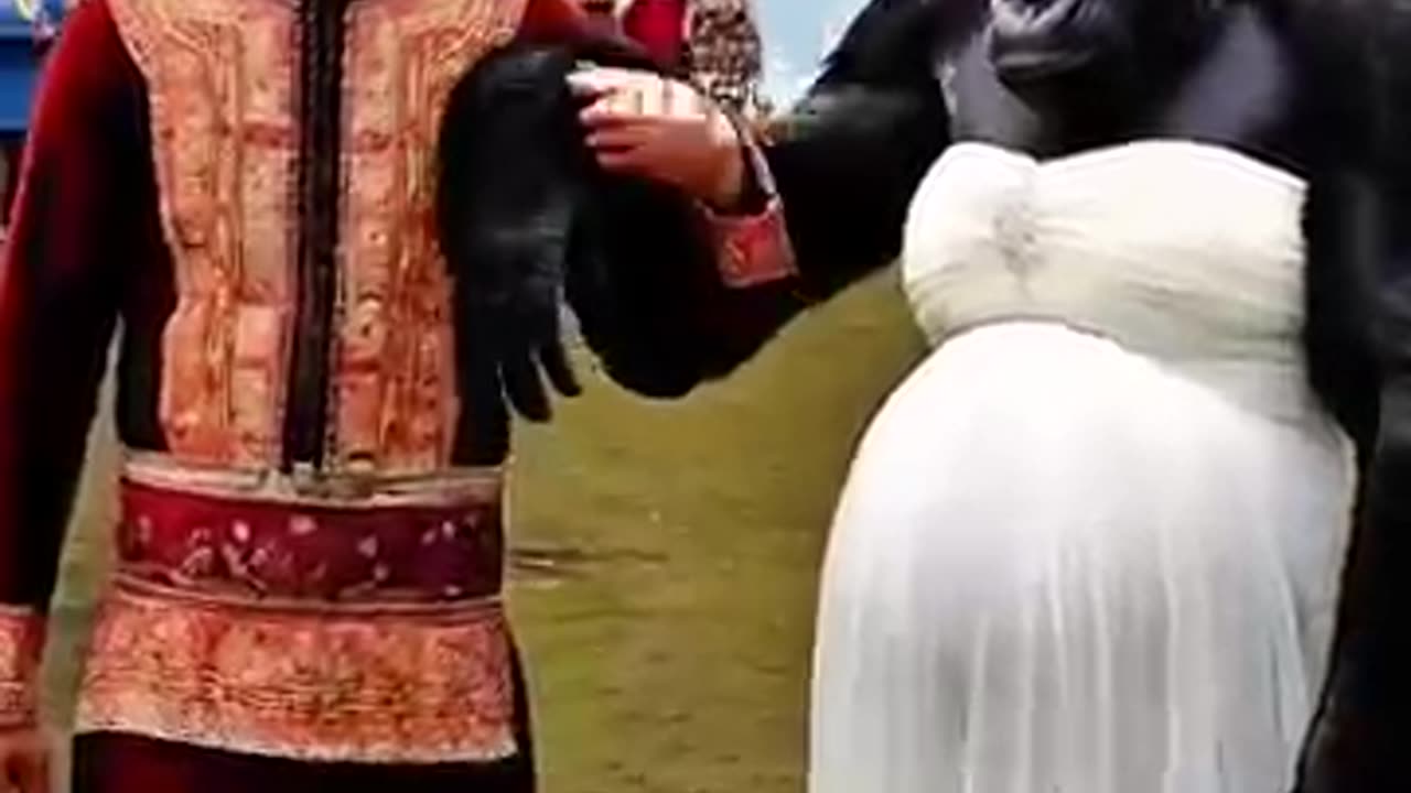 Gorilla Wearing Wedding Dress Causes Stir In Village #nature #animals #explore #happy #love #funny