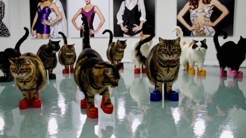 Cats are learning to dance