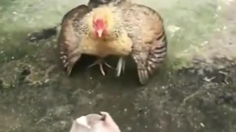 Chicken Vs dog fight|funny video|fighting