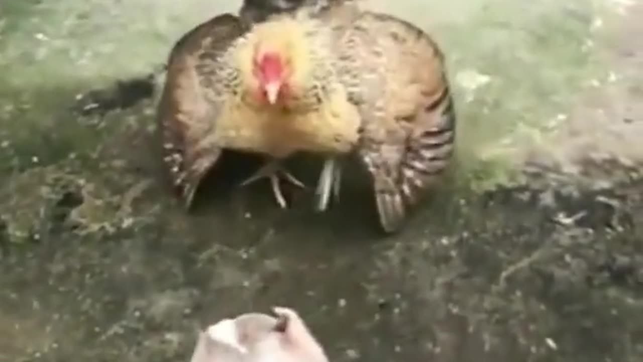 Chicken Vs dog fight|funny video|fighting