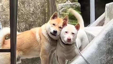 "Explosively cute dog couple photos; Overly affectionate."