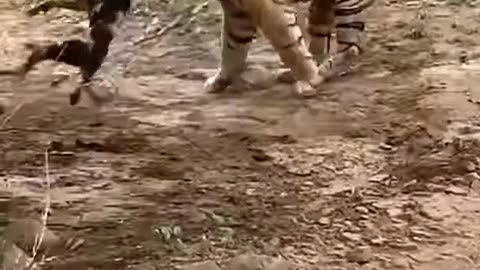 Tiger killed dog at zone 2 Ranthambore National Park,Tiger attack dog #Shorts #bigcat #tiger #yt