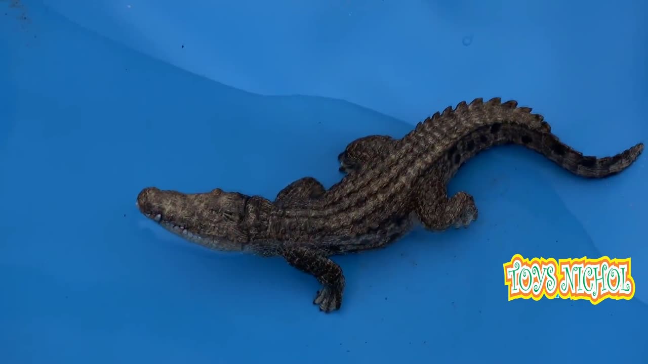 Alligator Dives in the Water and Watches the Deer Drinking for an Ambush