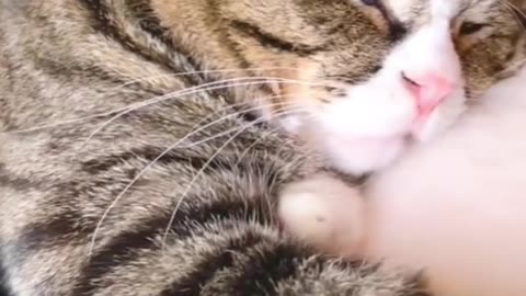 Cat sleeping while sitting