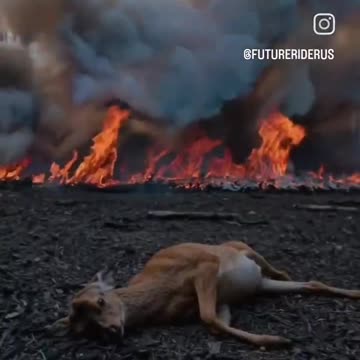 Most vulnerable paid price #CaliforniaWildfires #LosAngelesFires #NATURE #ANIMALS #WILDLIFE